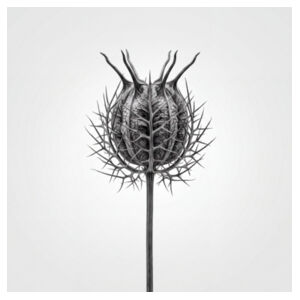 Love-in-a-mist pod Design