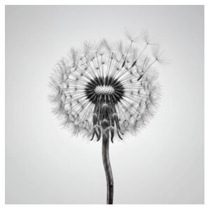 Dandelion Design