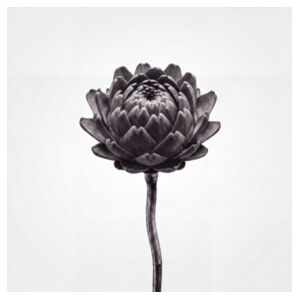 Artichoke Design